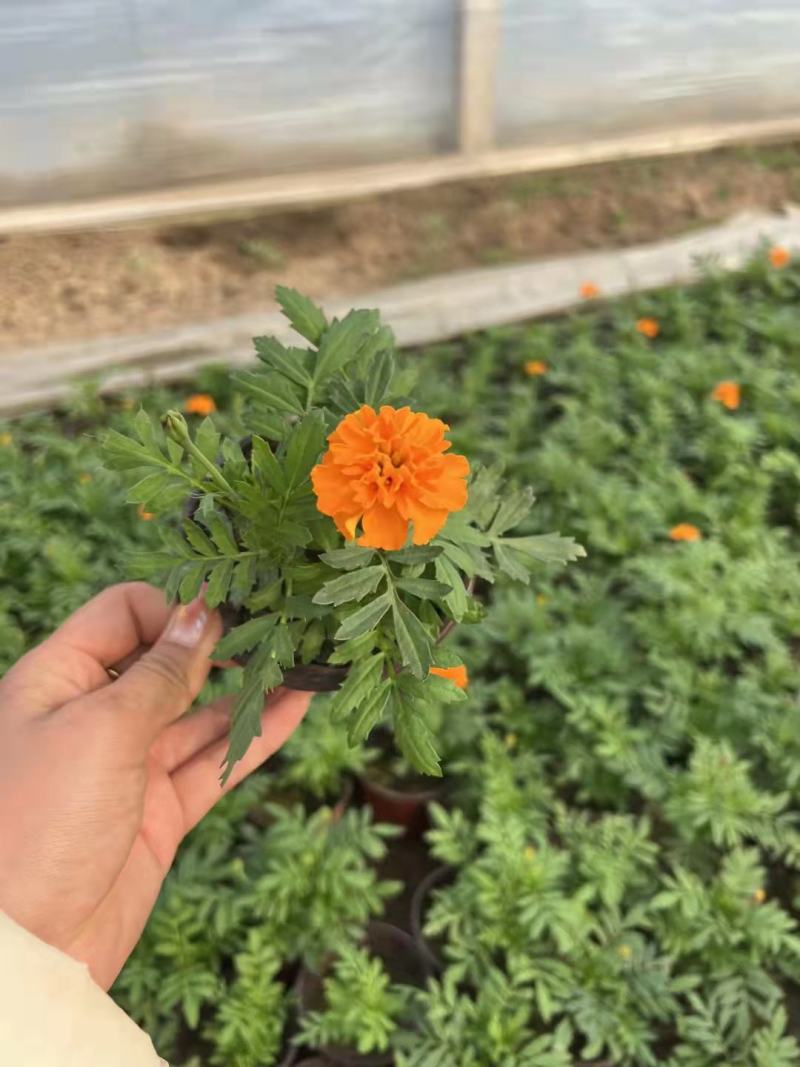 孔雀草
