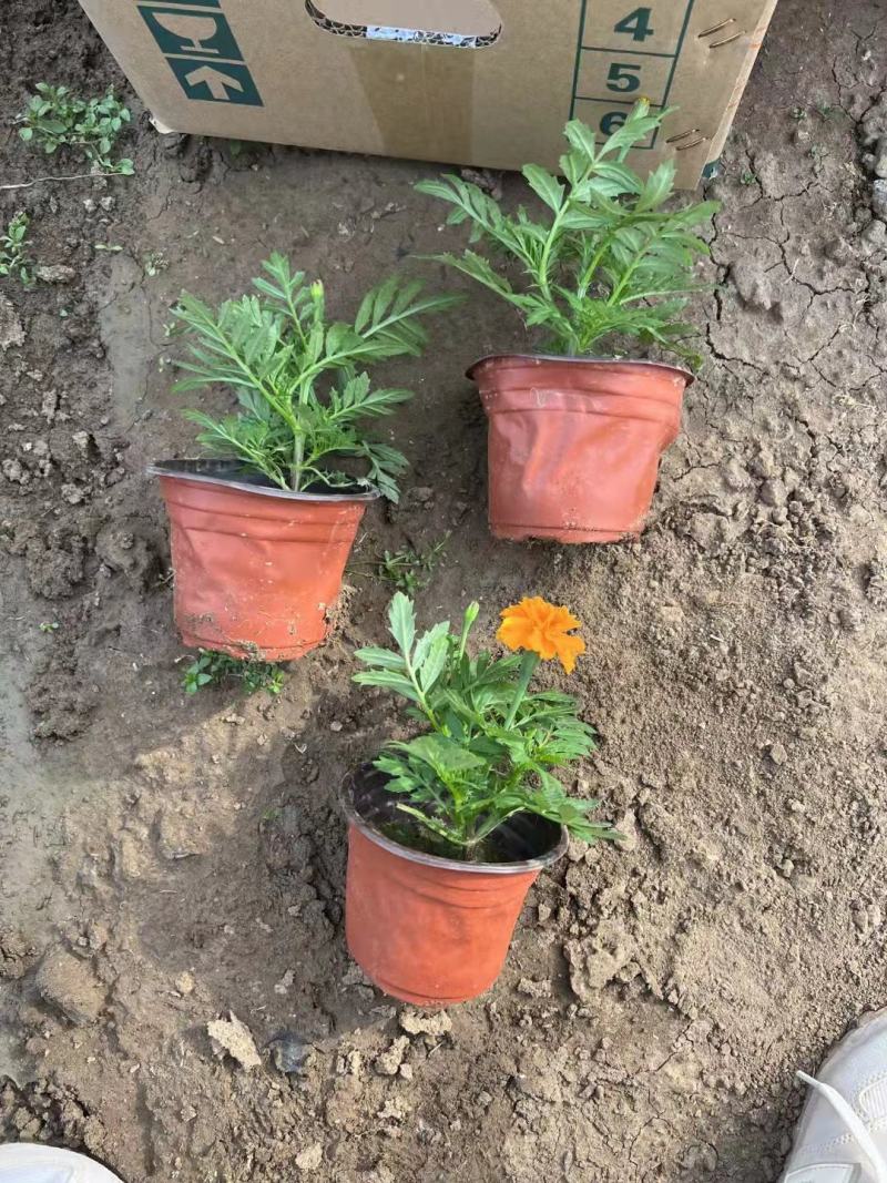 孔雀草