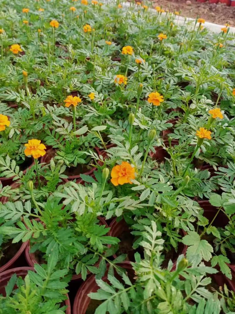 孔雀草
