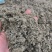 茵陈绵茵陈绒蒿野兰蒿茵陈蒿无硫干净规格齐全