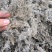 茵陈绵茵陈绒蒿野兰蒿茵陈蒿无硫干净规格齐全