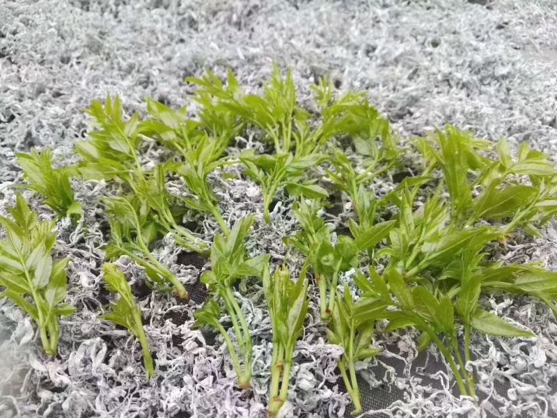 【藤茶】张家界莓茶入口微苦回味甘甜支持一件代发