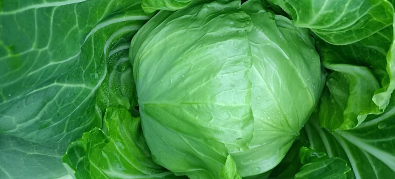 羽衣甘蓝特写