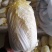 精品娃娃菜小白菜产地直发大量上市量大从优品质保证