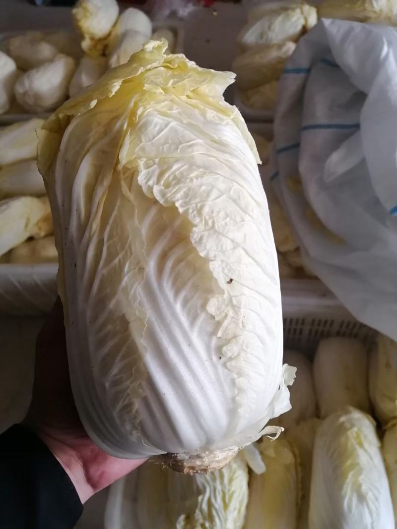 精品娃娃菜小白菜产地直发大量上市量大从优品质保证
