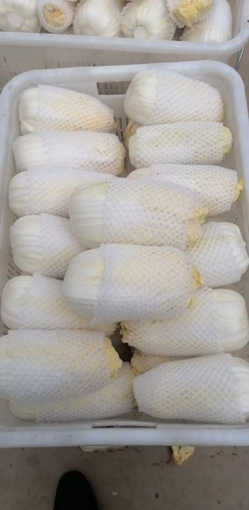 精品娃娃菜小白菜产地直发大量上市量大从优品质保证