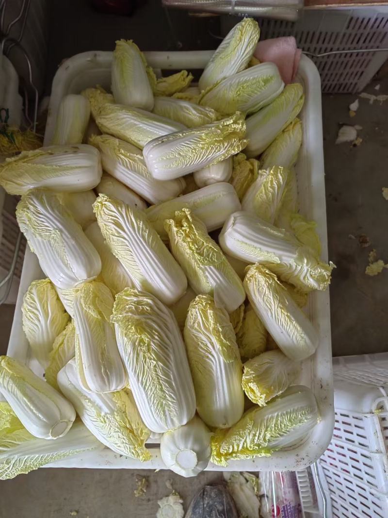 精品娃娃菜小白菜产地直发大量上市量大从优品质保证