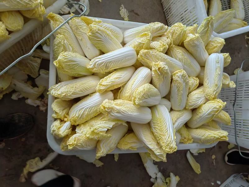 精品娃娃菜小白菜产地直发大量上市量大从优品质保证