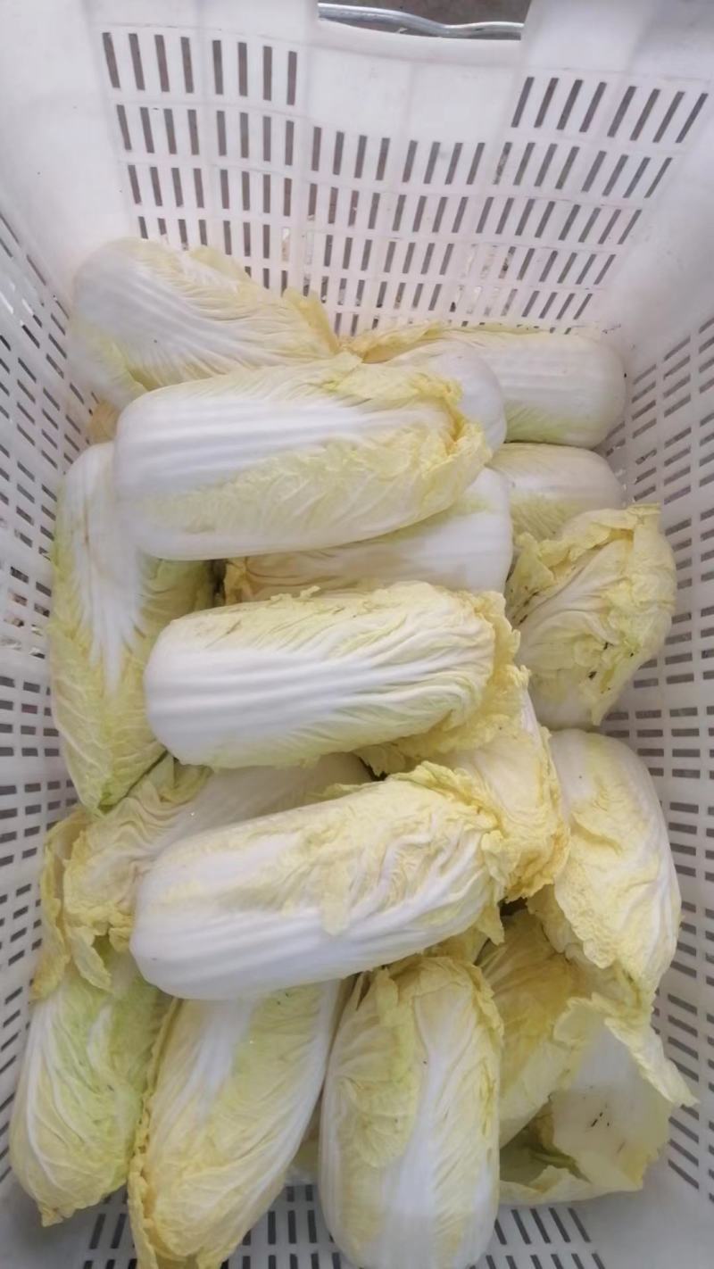 精品娃娃菜小白菜产地直发大量上市量大从优品质保证
