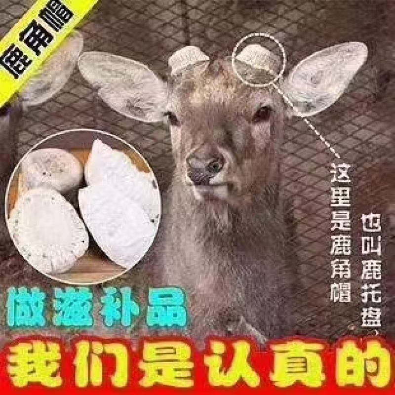 双阳鹿乡鹿角帽又名（鹿托盘）正品支持现场打粉