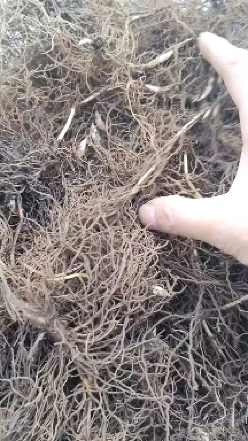 铃兰批发，0.12直接包邮。铃兰种苗。德邦直达，数量足
