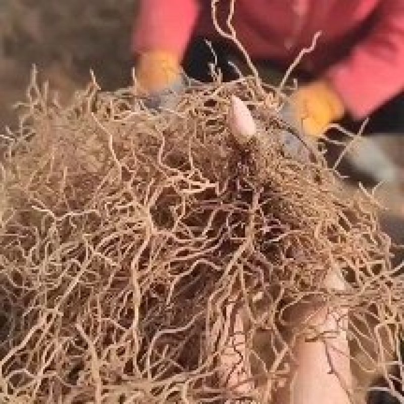 铃兰批发，0.12直接包邮。铃兰种苗。德邦直达，数量足