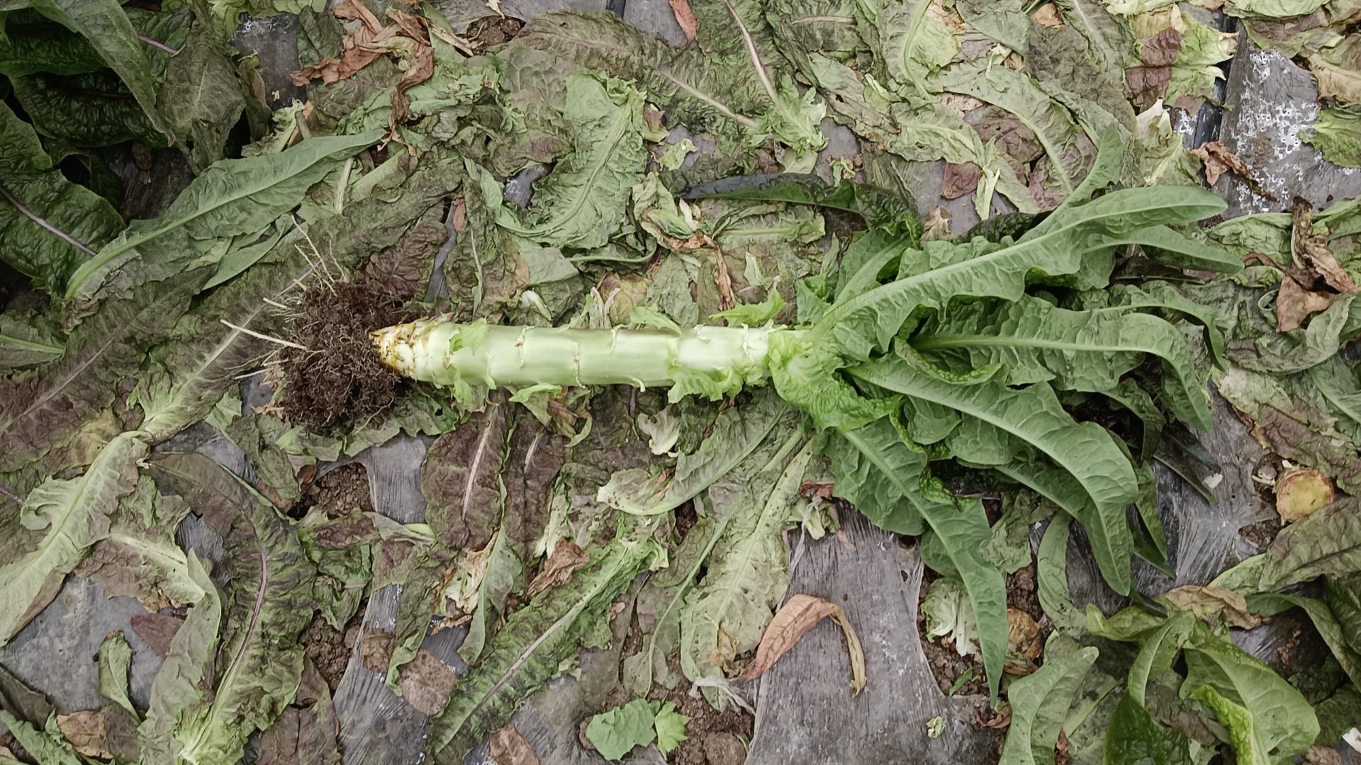 莴苣种植技术示意图