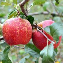四川高山的苹果，味道就是不一样。货源充足，欢迎来电订购