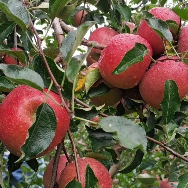 四川高山的苹果，味道就是不一样。货源充足，欢迎来电订购