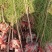 带土求湿地松70-100公分，一年生湿地松造林小苗。