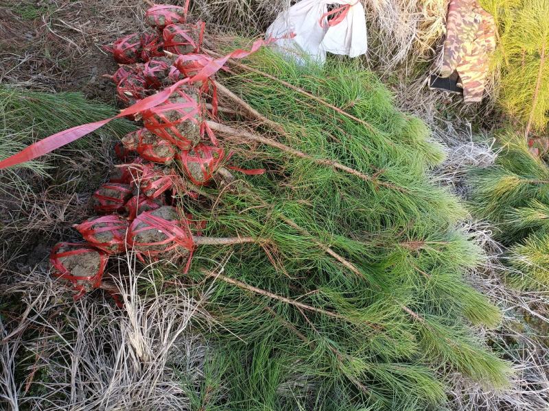 带土求湿地松70-100公分，一年生湿地松造林小苗。