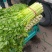 【推荐】精品芹菜西芹大量上市货源充足品质保证