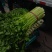 【推荐】精品芹菜西芹大量上市货源充足品质保证
