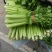 【推荐】精品芹菜西芹大量上市货源充足品质保证