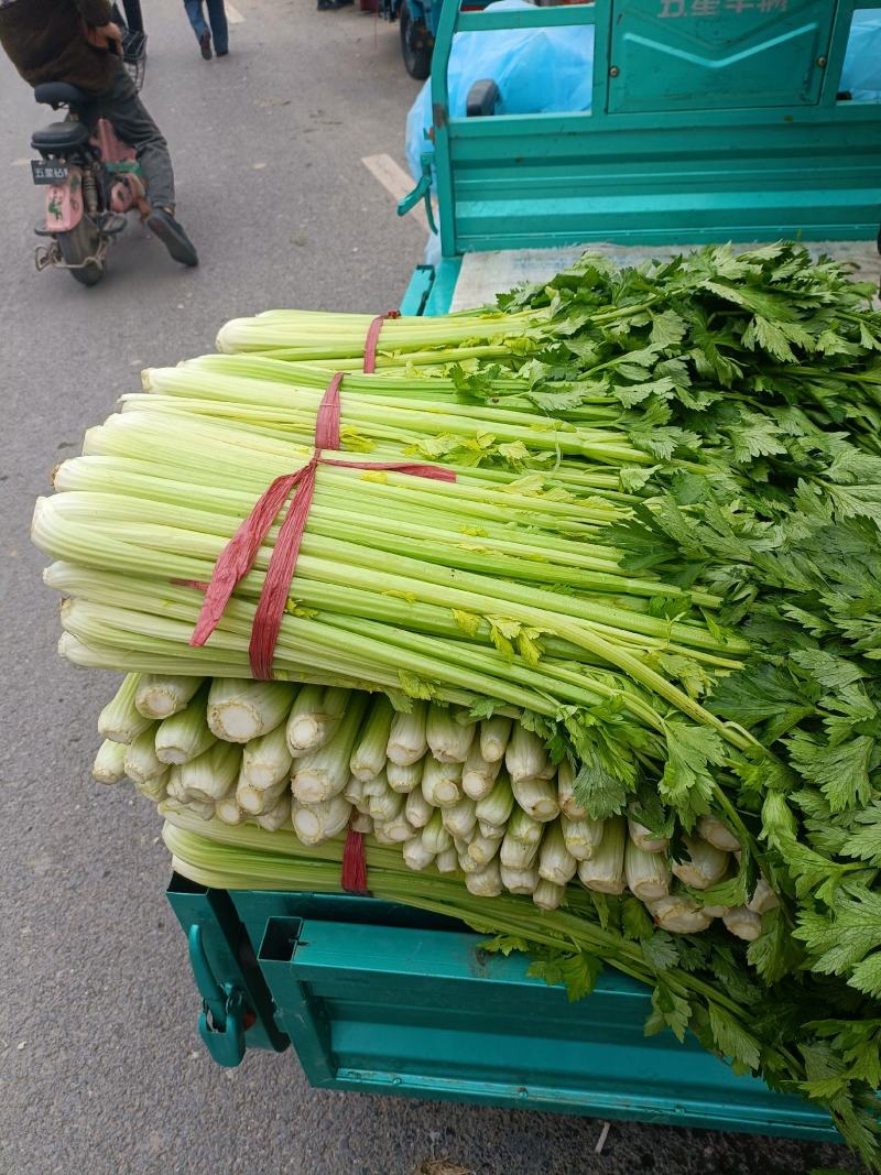 【推荐】精品芹菜西芹大量上市货源充足品质保证