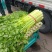 【推荐】精品芹菜西芹大量上市货源充足品质保证