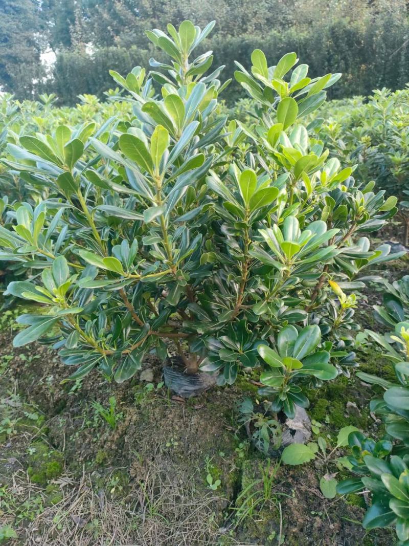 海桐球，海桐苗子，海桐笼子大处理，需要联系