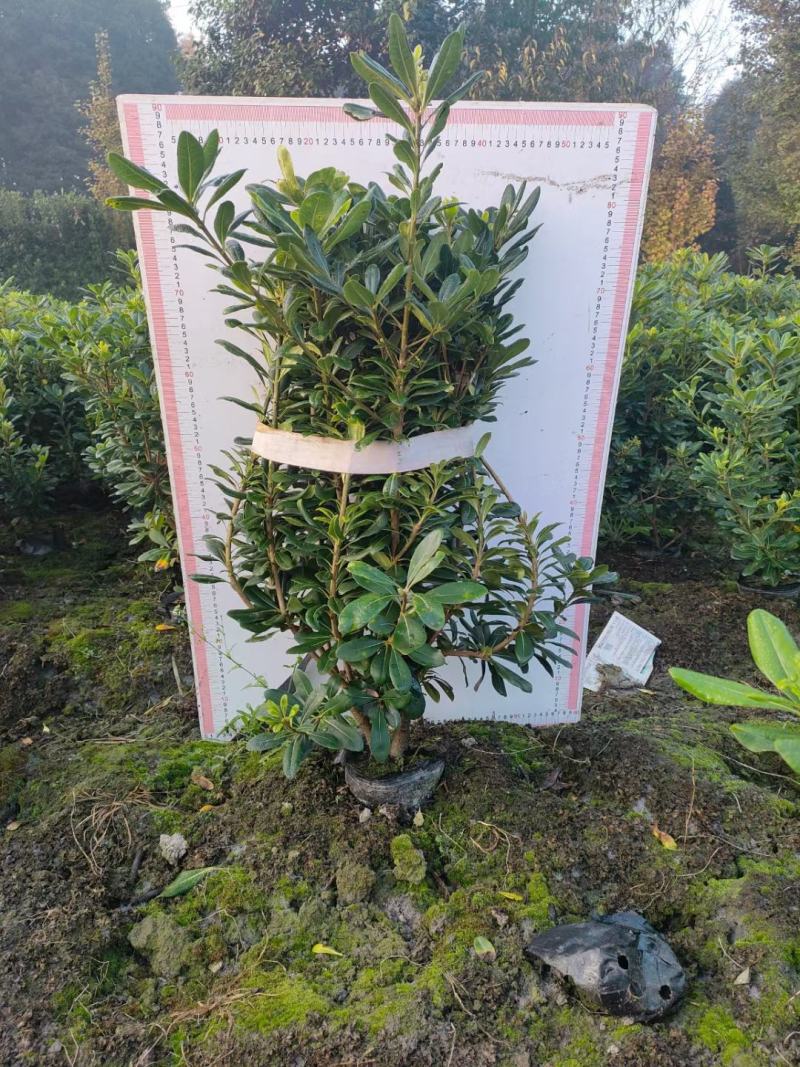 海桐球，海桐苗子，海桐笼子大处理，需要联系