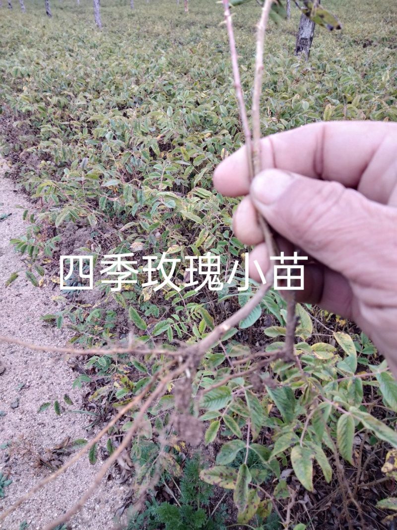 多季玫瑰小苗、四季玫瑰小苗，裸根上车0.28元/棵