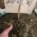 中药材路边菊新货货源充足批发零售欢迎咨询采购