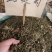 中药材路边菊新货货源充足批发零售欢迎咨询采购