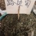 中药材路边菊新货货源充足批发零售欢迎咨询采购