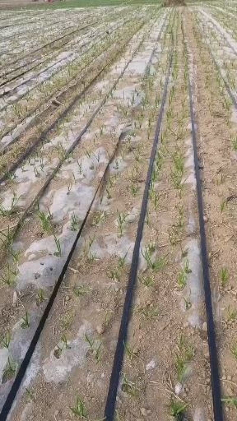 迷宫式滴灌带、浇灌水带