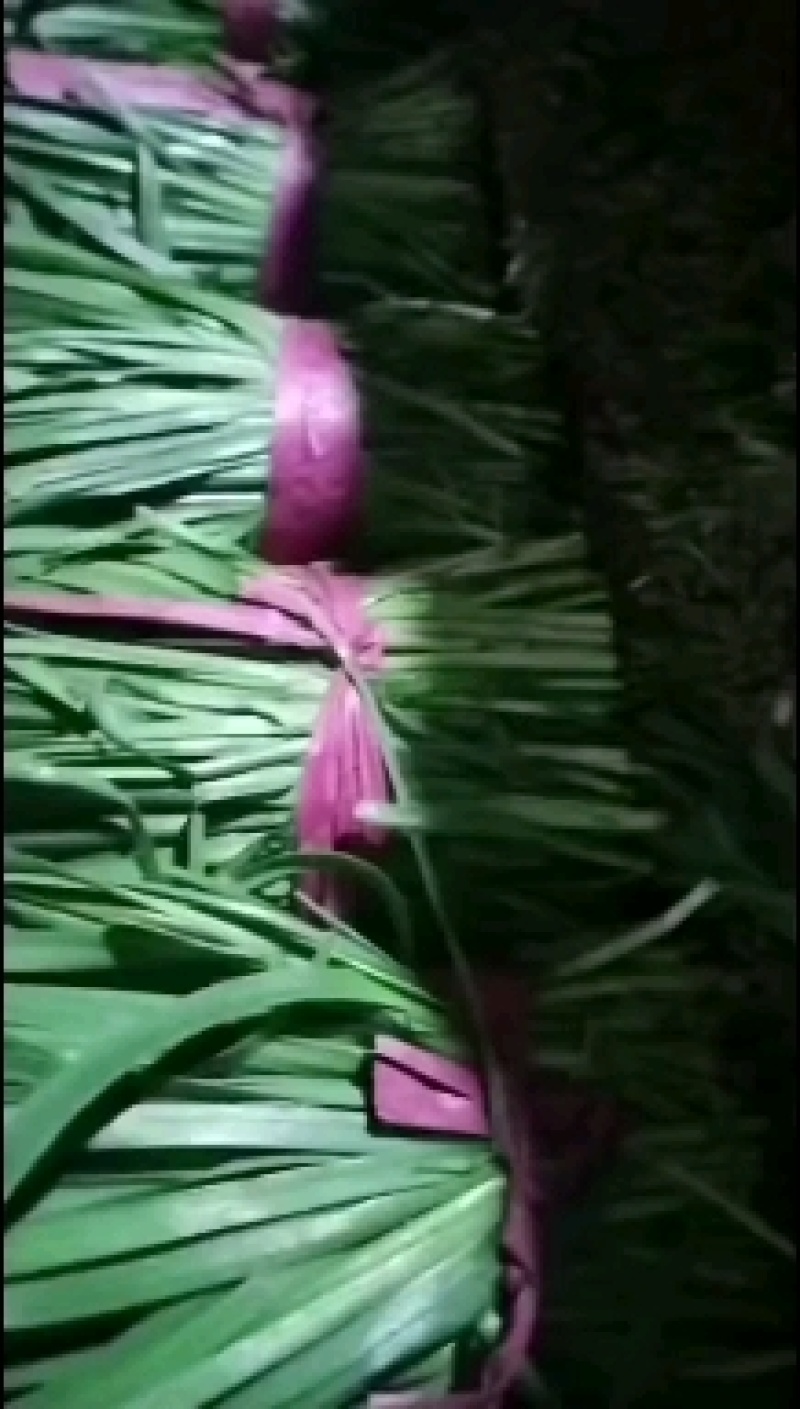 山东莘县头刀韭菜大量有货，产地直发，电商供货。欢迎电聊