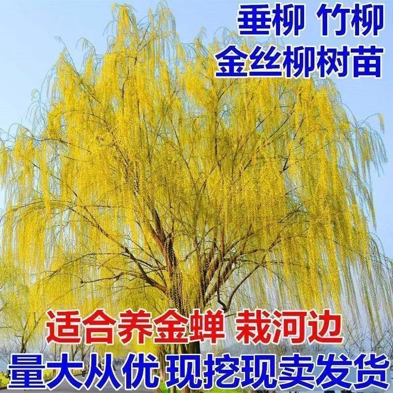 柳树苗垂柳青皮垂柳黄金柳金丝垂柳直生柳旱柳