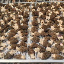 2023年头茬羊肚菌！新鲜、好货！