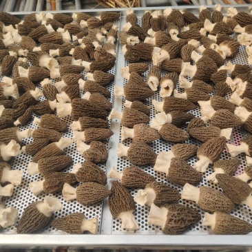 2023年头茬羊肚菌！新鲜、好货！