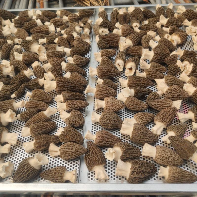 2023年头茬羊肚菌！新鲜、好货！
