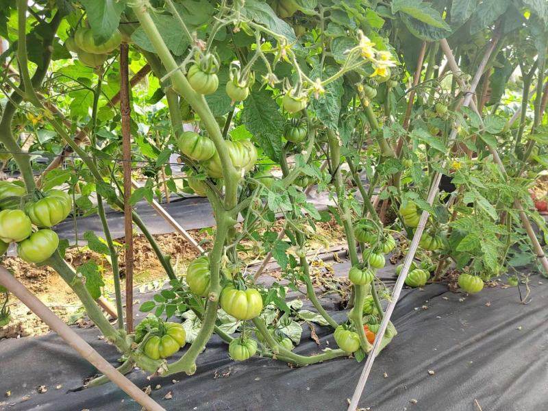 利农马蹄番茄种子杂交种基地专用甜味足口感好大红西红柿种子