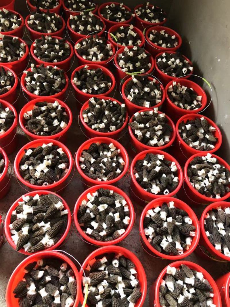 2023年头茬羊肚菌！新鲜、好货！