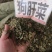 中药材狗肝菜新货青绿货源充足批发零售