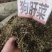 中药材狗肝菜新货青绿货源充足批发零售