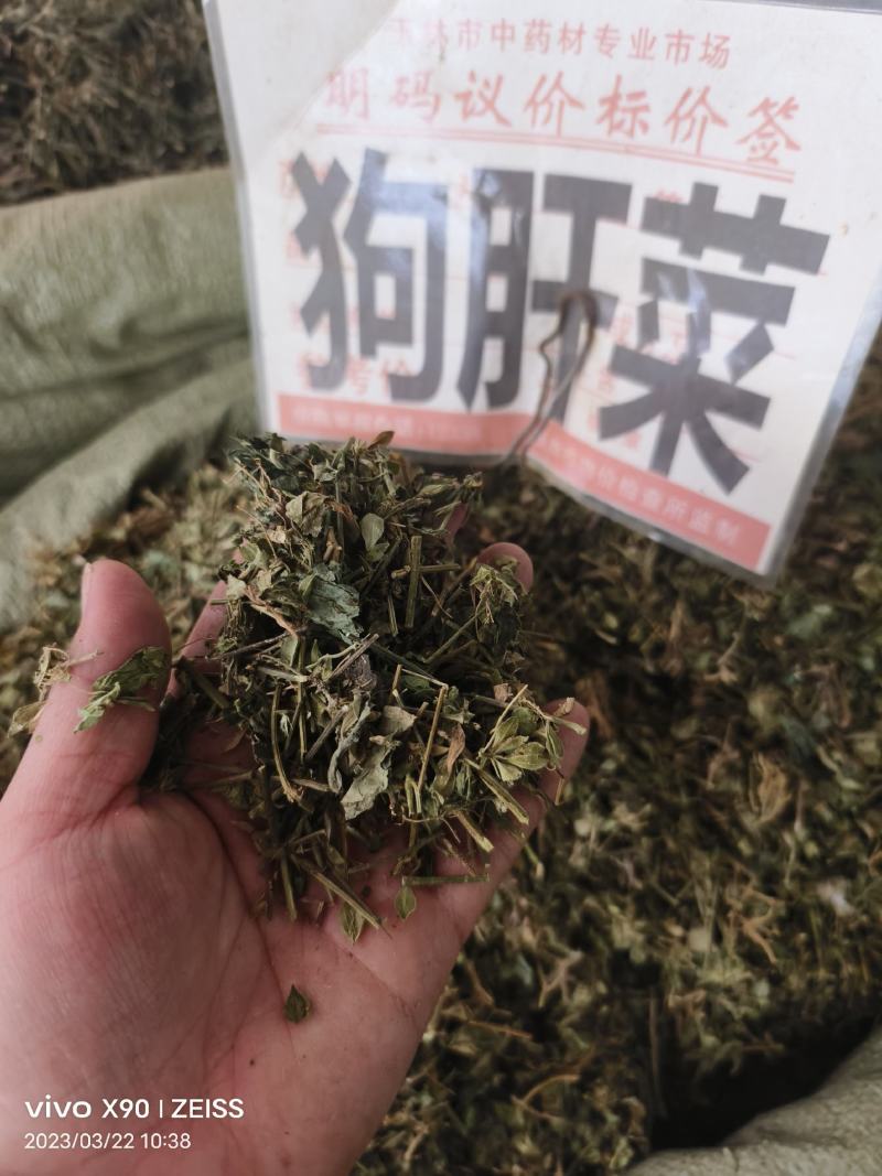 中药材狗肝菜新货青绿货源充足批发零售
