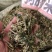 中药材狗肝菜新货青绿货源充足批发零售