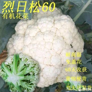 烈日松60F1花椰菜种子直立生长免遮盖耐热青梗1000克
