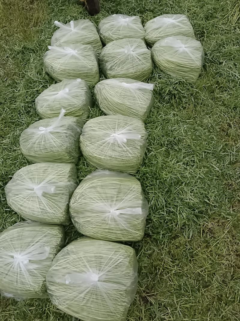 自产自销，二茬精品芦蒿