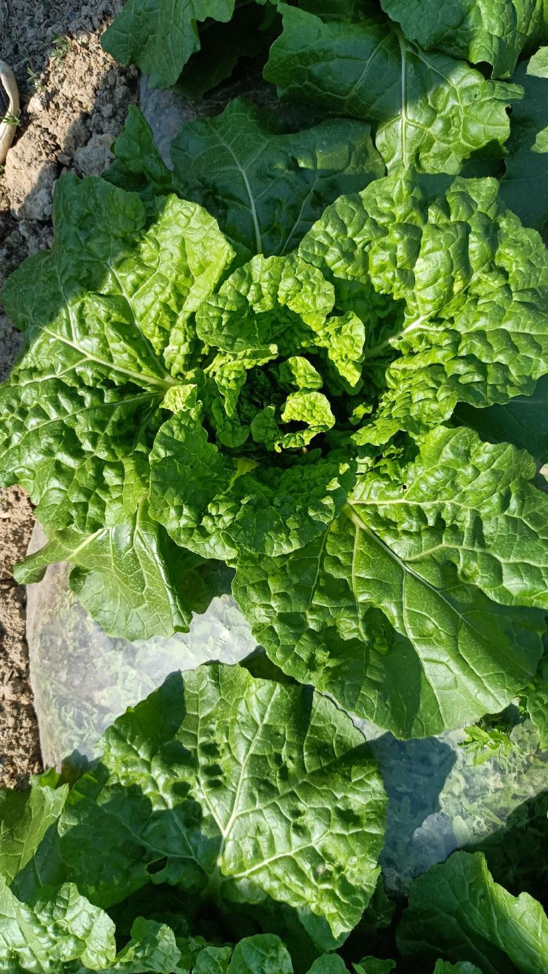 帝王菜麻叶菜