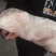 烤乳猪一手货源证件齐全全国发货食材供应