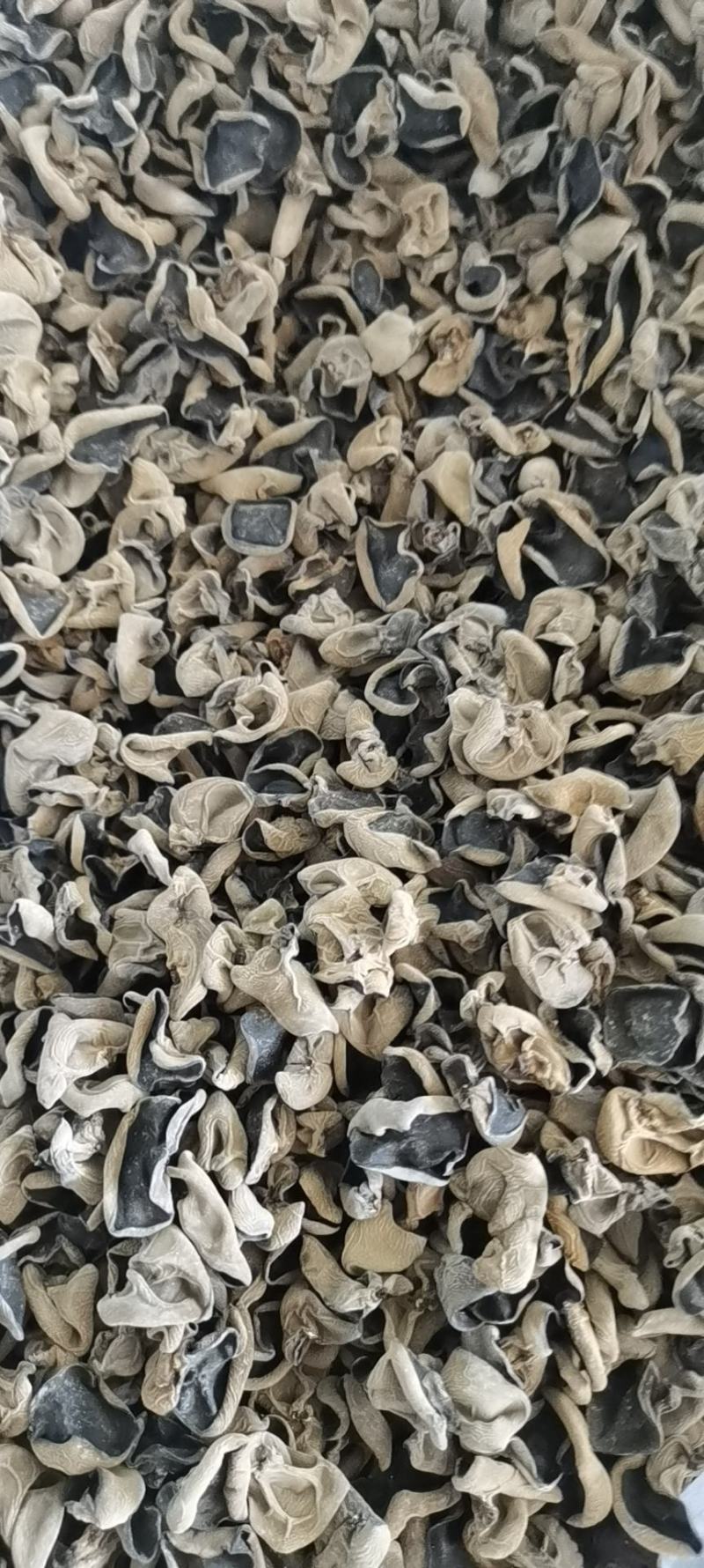 出售木耳菌包