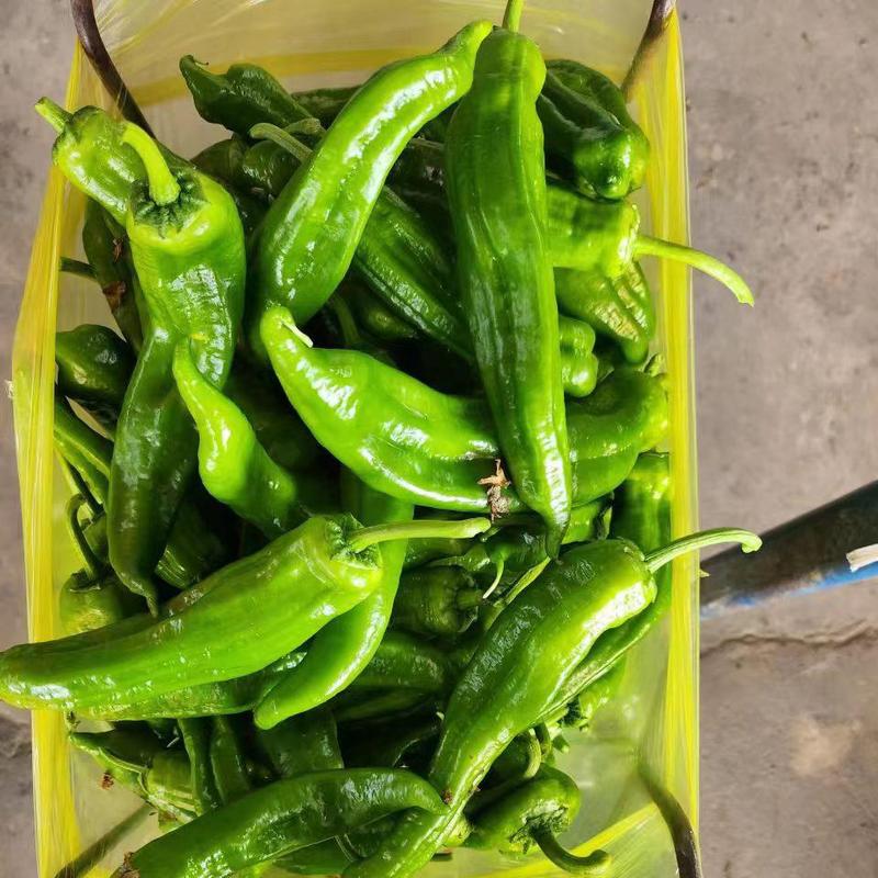 东台青椒301辣椒大量供应产地发货，质量保证全国发货